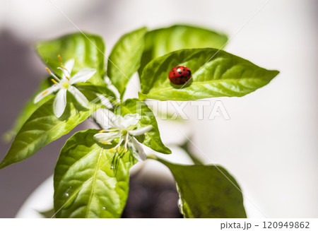 Lady bag rests on the leaves of the plant. Lady bag rests on the leaves of the plant. 120949862