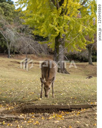 奈良公園の鹿と銀杏の木 120949869