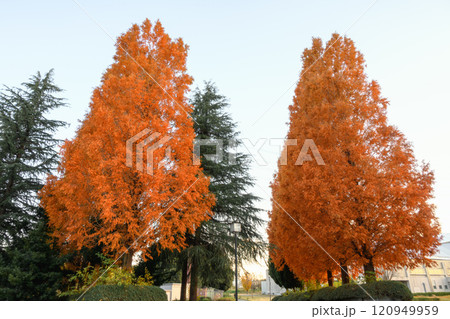 本庄総合公園の紅葉 120949959