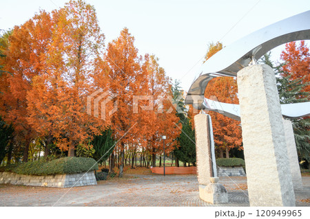 本庄総合公園の紅葉 120949965