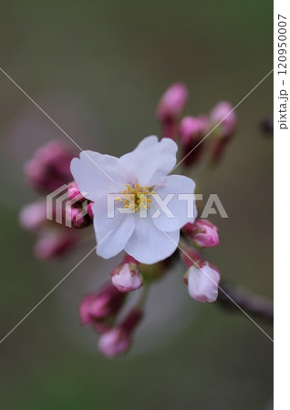 春の訪れを告げるソメイヨシノのクロ―-ズアップ撮影3 春の訪れを告げるソメイヨシノのクロ―-ズアップ撮影3 120950007