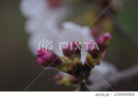 春の訪れを告げるソメイヨシノのクロ―-ズアップ撮影4 120950008