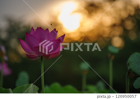 朝日に照らされる古代蓮 120950057