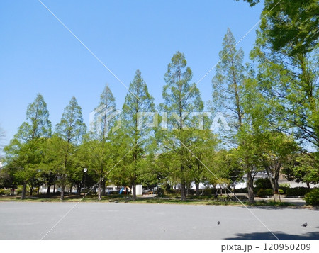 メタセコイア　横浜　西久保公園 120950209