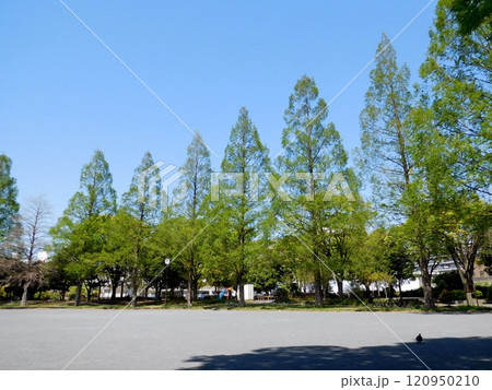 メタセコイア 横浜 西久保公園 メタセコイア 横浜 西久保公園 120950210