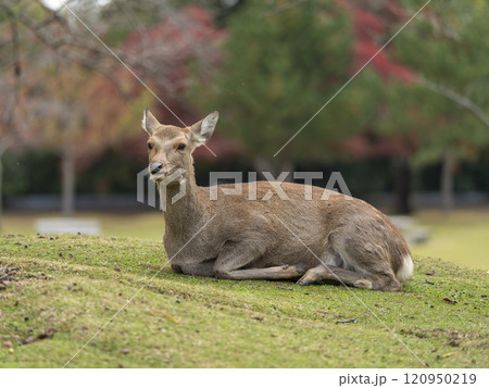 食後に休む奈良公園の鹿 120950219