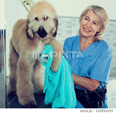 Mature woman hairdresser wipes puppy of Afghan hound in hairdresser for dogs 120950245