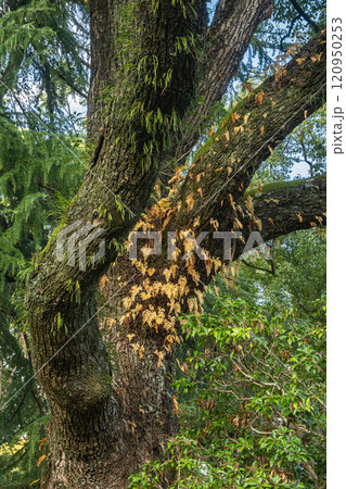クスノキの幹に着生した植物 クスノキの幹に着生した植物 120950253