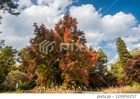 紅葉する針葉樹 120950257