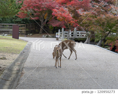 奈良公園の鹿と吉城川沿いの紅葉 奈良公園の鹿と吉城川沿いの紅葉 120950273