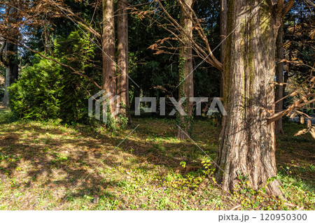 木漏れ日の針葉樹林 120950300