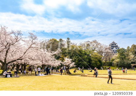 【日本三名園】特別名勝 後楽園の春　桜と芝生と岡山城2　岡山県岡山市北区 120950339