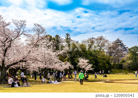 【日本三名園】特別名勝 後楽園の春　桜と芝生と岡山城1　岡山県岡山市北区 120950341