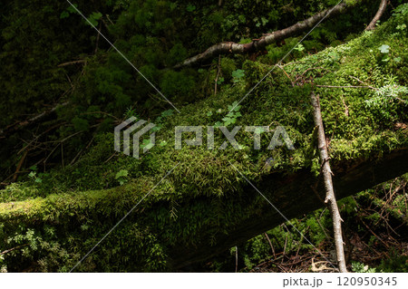 みどり池手前の夏の木漏れ日が差す苔むした倒木と若木 120950345