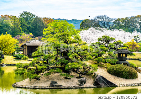 【日本三名園】特別名勝 後楽園の春 池と松と桜4 岡山県岡山市北区 【日本三名園】特別名勝 後楽園の春 池と松と桜4 岡山県岡山市北区 120950372