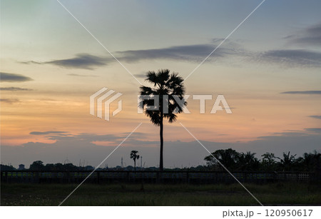 Silhouette of outstanding sugar palm tree in the middle of a rice field against sky during colorful sunset. Silhouette of outstanding sugar palm tree in the middle of a rice field against sky during colorful sunset. 120950617
