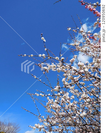 白梅と青空　横浜 120950692