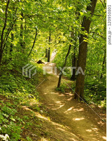 Road is in a beautiful green forest. Road is in a beautiful green forest. 120950801