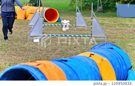 ドッグランで遊ぶ女性とトイプードル　 120950838