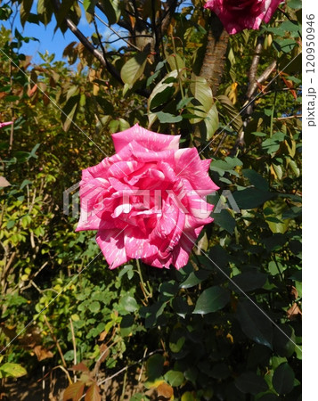 バラ　モダンタイムス 120950946