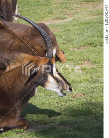 Close male of Sable antelope, Hippotragus niger lying in the grass pasture. Large antelope which inhabits wooded savanna in East and Southern Africa 120950947