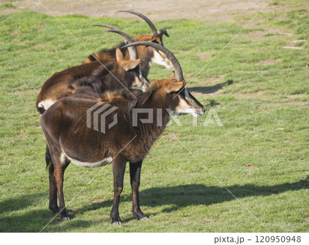 Close up group of Sable antelope, Hippotragus niger grazing in the grass pasture. Large antelope which inhabits wooded savanna in East and Southern Africa 120950948