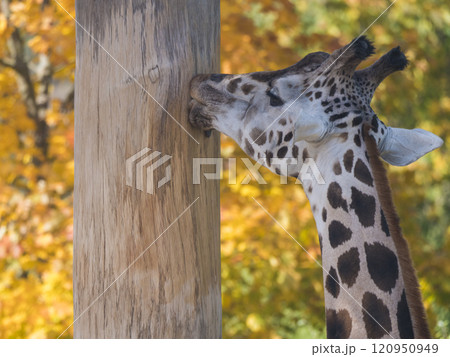 Close up portrait of giraffe head sticking out tongue, licking tree trunk. Giraffa camelopardalis camelopardalis Linnaeus, profile view, bokeh autumn leaves background Close up portrait of giraffe head sticking out tongue, licking tree trunk. Giraffa camelopardalis camelopardalis Linnaeus, profile view, bokeh autumn leaves background 120950949