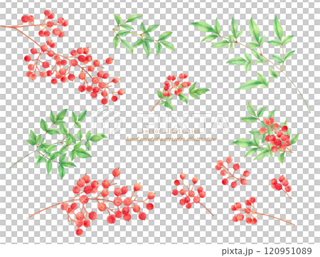 Vector illustration of red nandina drawn by watercolor 120951089