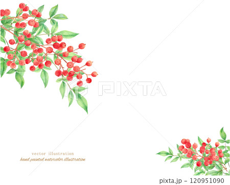 水彩手書きの赤い南天のベクターイラスト 120951090