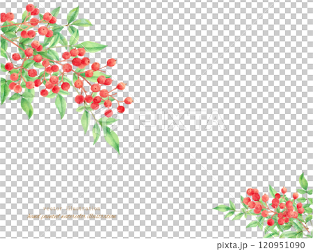 水彩手書きの赤い南天のベクターイラスト 120951090