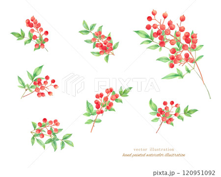 水彩手書きの赤い南天のベクターイラスト 120951092