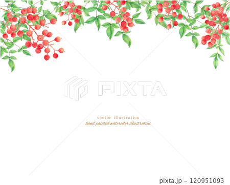 水彩手書きの赤い南天のベクターイラスト 120951093