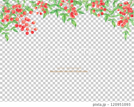 水彩手書きの赤い南天のベクターイラスト 120951093