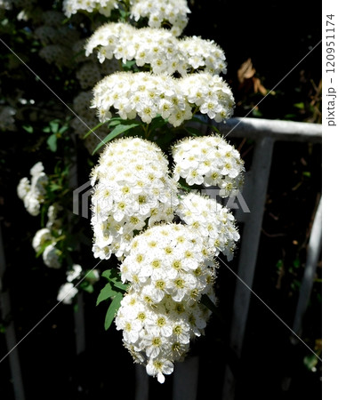 白い密集した花 コデマリ 白い密集した花 コデマリ 120951174