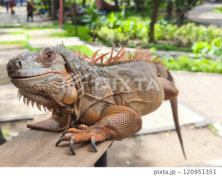 a beautiful light brown iguana basking in the sunlight. a beautiful light brown iguana basking in the sunlight. 120951351