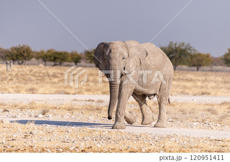 Elephant running towards a waterhole 120951411