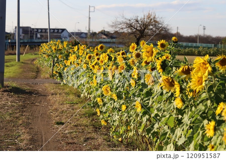 秋の公園に咲く遅咲きのヒマワリ畑の様子 120951587