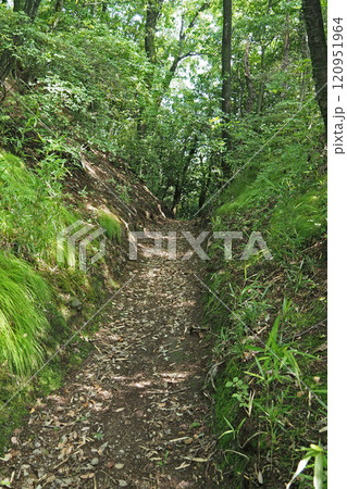 金山城跡の西矢倉台下堀切【群馬県太田市】 金山城跡の西矢倉台下堀切【群馬県太田市】 120951964