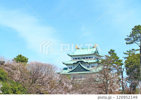 愛知県名古屋市、満開の桜と名古屋城の風景 120952149