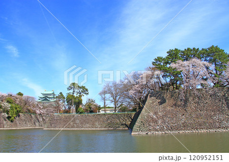 愛知県名古屋市、満開の桜と名古屋城の風景 120952151