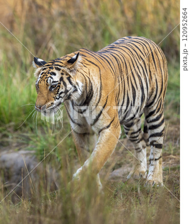 wild female bengal tiger or panthera tigris at bandhavgarh national park forest reserve madhya pradesh india. tigress walking or stroll territory marking in morning wildlife safari in winter season 120952664