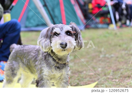 ミニチュアシュナウザー アウトドア キャンプ ピクニック ミニチュアシュナウザー アウトドア キャンプ ピクニック 120952675