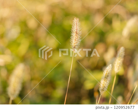夕日に輝くエノコログサ05 120952677