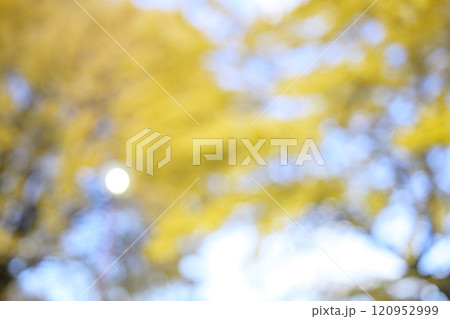 イチョウ 玉ボケ アウトフォーカス11月 12月 秋 素材 イチョウ 玉ボケ アウトフォーカス11月 12月 秋 素材 120952999