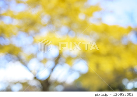 イチョウ 玉ボケ アウトフォーカス11月 12月 秋 素材 イチョウ 玉ボケ アウトフォーカス11月 12月 秋 素材 120953002