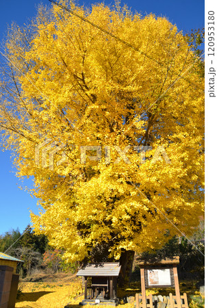 埼玉県皆野町国神　金色に輝く国神の大銀杏 120953180