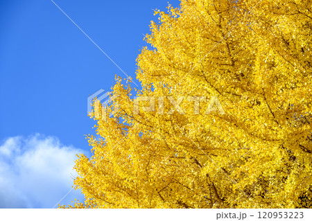 イチョウと空 青空 黄葉 秋景色 【神奈川県 鎌倉市】 120953223