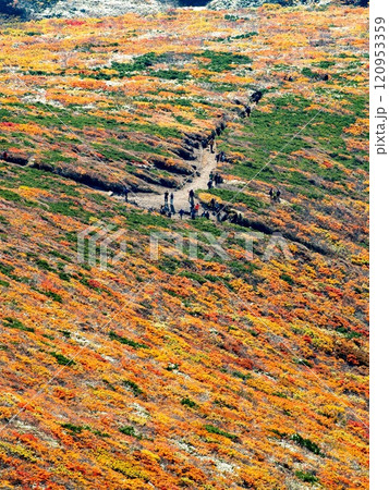 神の絨毯 120953359