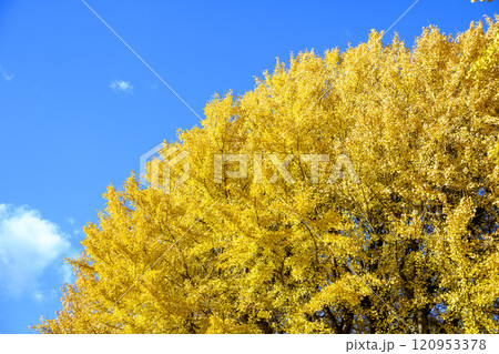 イチョウと空 青空 黄葉 秋景色 【神奈川県 鎌倉市】 イチョウと空 青空 黄葉 秋景色 【神奈川県 鎌倉市】 120953378