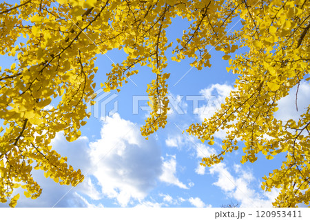 イチョウと空 青空 黄葉 秋景色 【神奈川県 鎌倉市】 イチョウと空 青空 黄葉 秋景色 【神奈川県 鎌倉市】 120953411